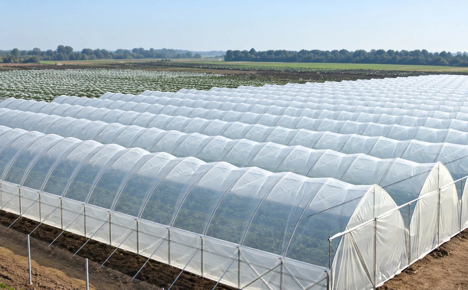 Greenhouse vegetables